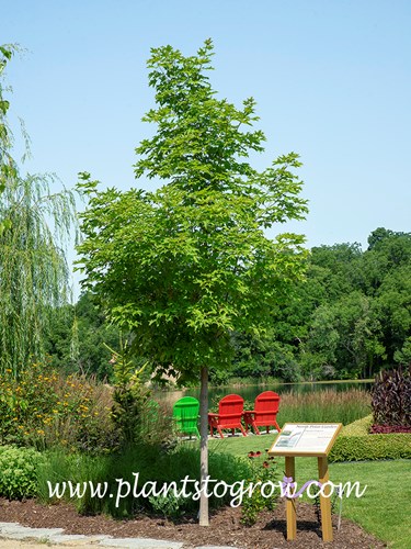 Fall Fiesta Sugar Maple (Acer saccharum)